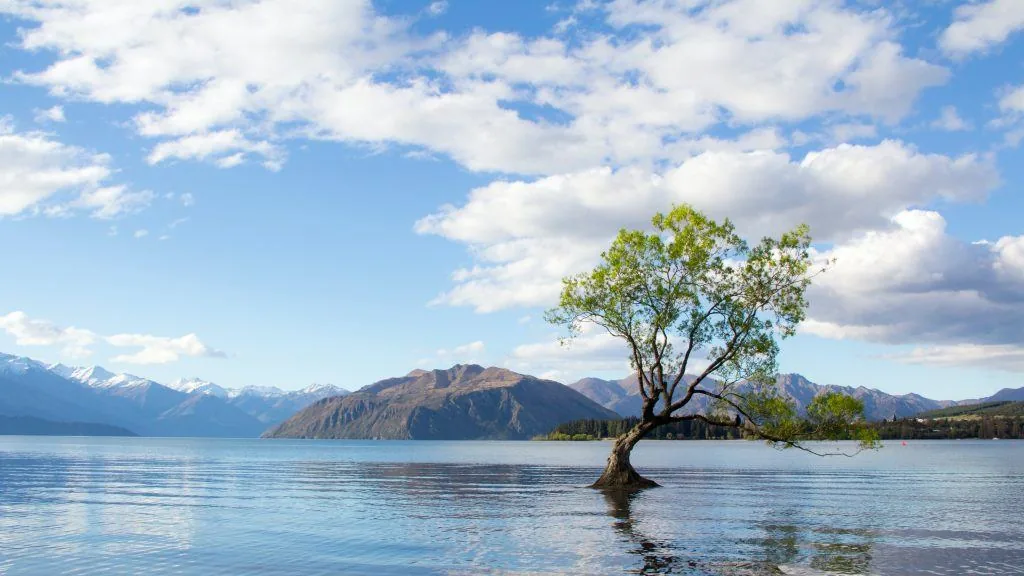 water and countryside in New Zealand